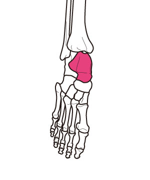 足首の距骨