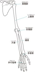 肩と腕の骨