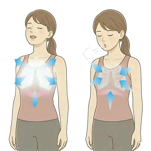 横隔膜の動きによる呼吸の仕組み（吸気と呼気）