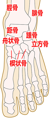 足部の骨