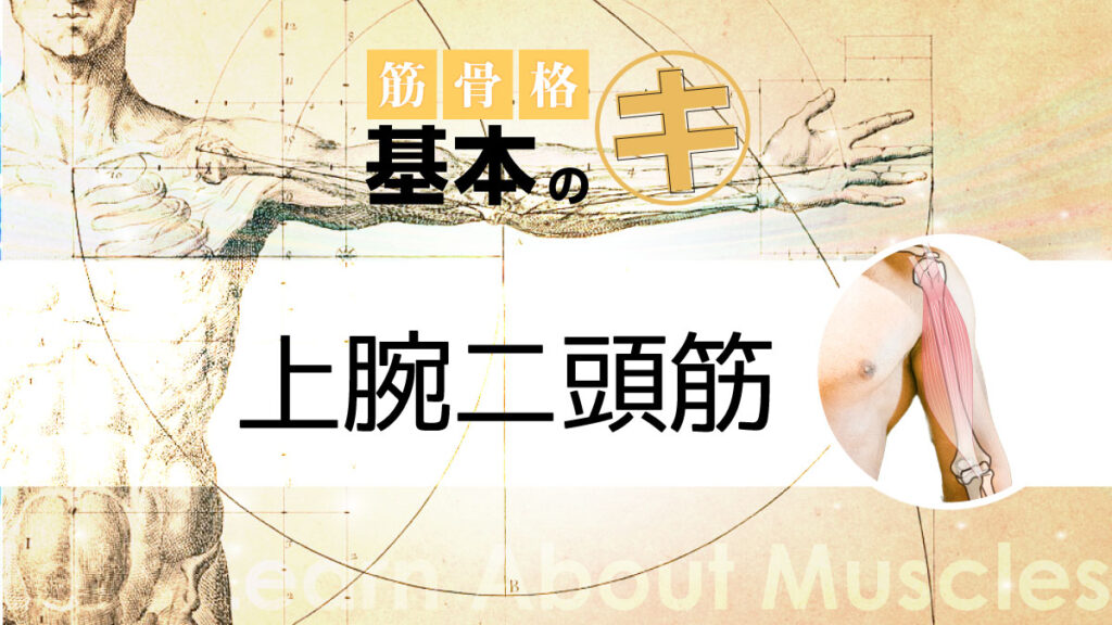 筋骨格基本のキ　上腕二頭筋