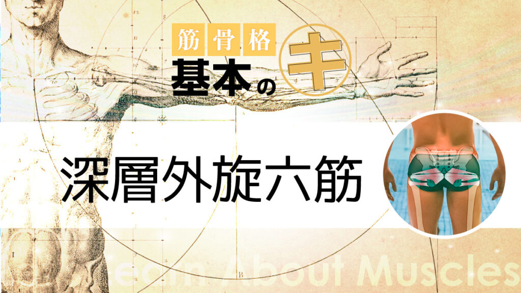 筋骨格基本のキ　深層外旋六筋