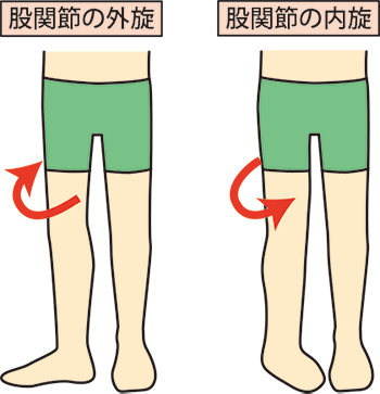 股関節の外内旋