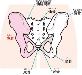 骨盤