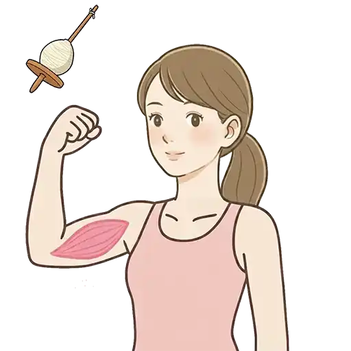 女性が力こぶを作り、上腕二頭筋の紡錘筋構造と紡錘（糸車）の由来を示したイラスト
