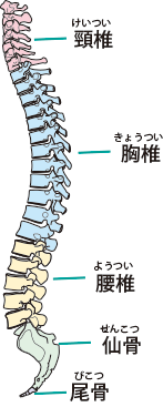 背骨