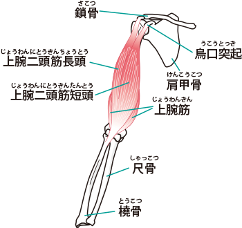 上腕二頭筋