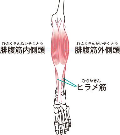 ふくらはぎの筋肉