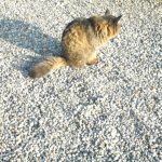 何かを見つめている猫