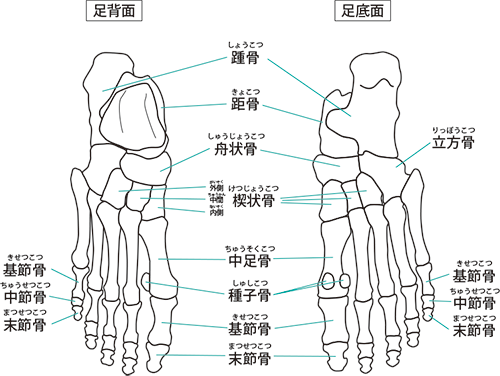 足の骨