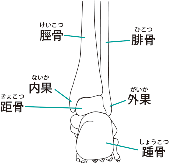 足首の骨