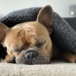 眠る犬
