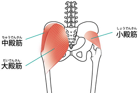 臀筋群