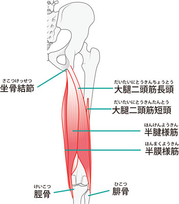 ハムストリング