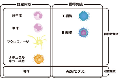 自然免疫と獲得免疫