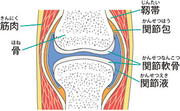 関節