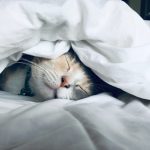 ぐっすり眠るねこ