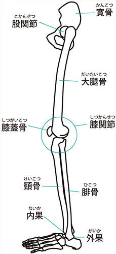 脚の骨