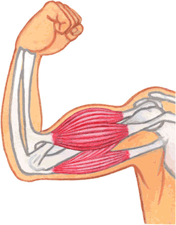 腕の筋肉