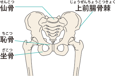 骨盤