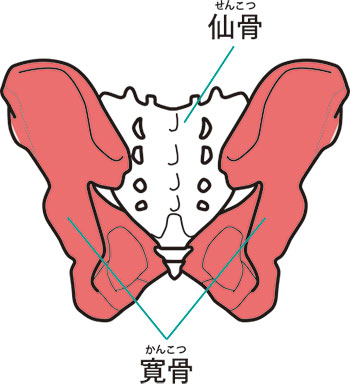 骨盤