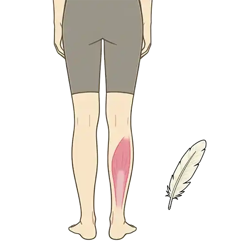 ふくらはぎのヒラメ筋の羽状筋構造を、鳥の羽根のイメージと一緒に分かりやすく見せたイラスト