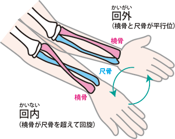 回内回外運動