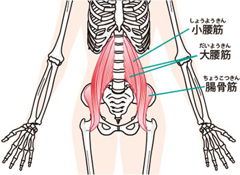 腸腰筋