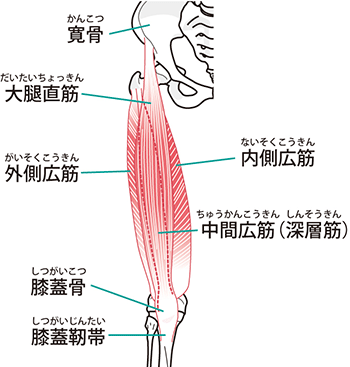 大腿四頭筋