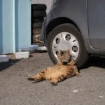 のんびり日向ぼっこしている猫