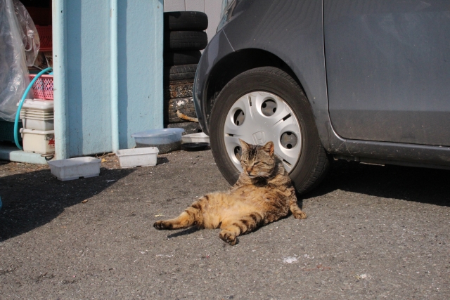 のんびり日向ぼっこしている猫