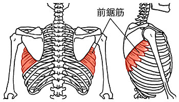 前鋸筋