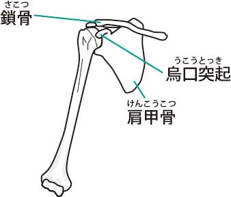 肩周りの骨