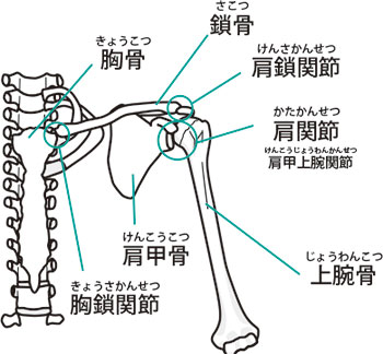 肩の骨と関節