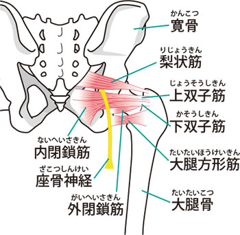 深層外旋六筋