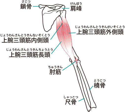 上腕三頭筋