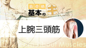 筋骨格基本のキ　上腕三頭筋